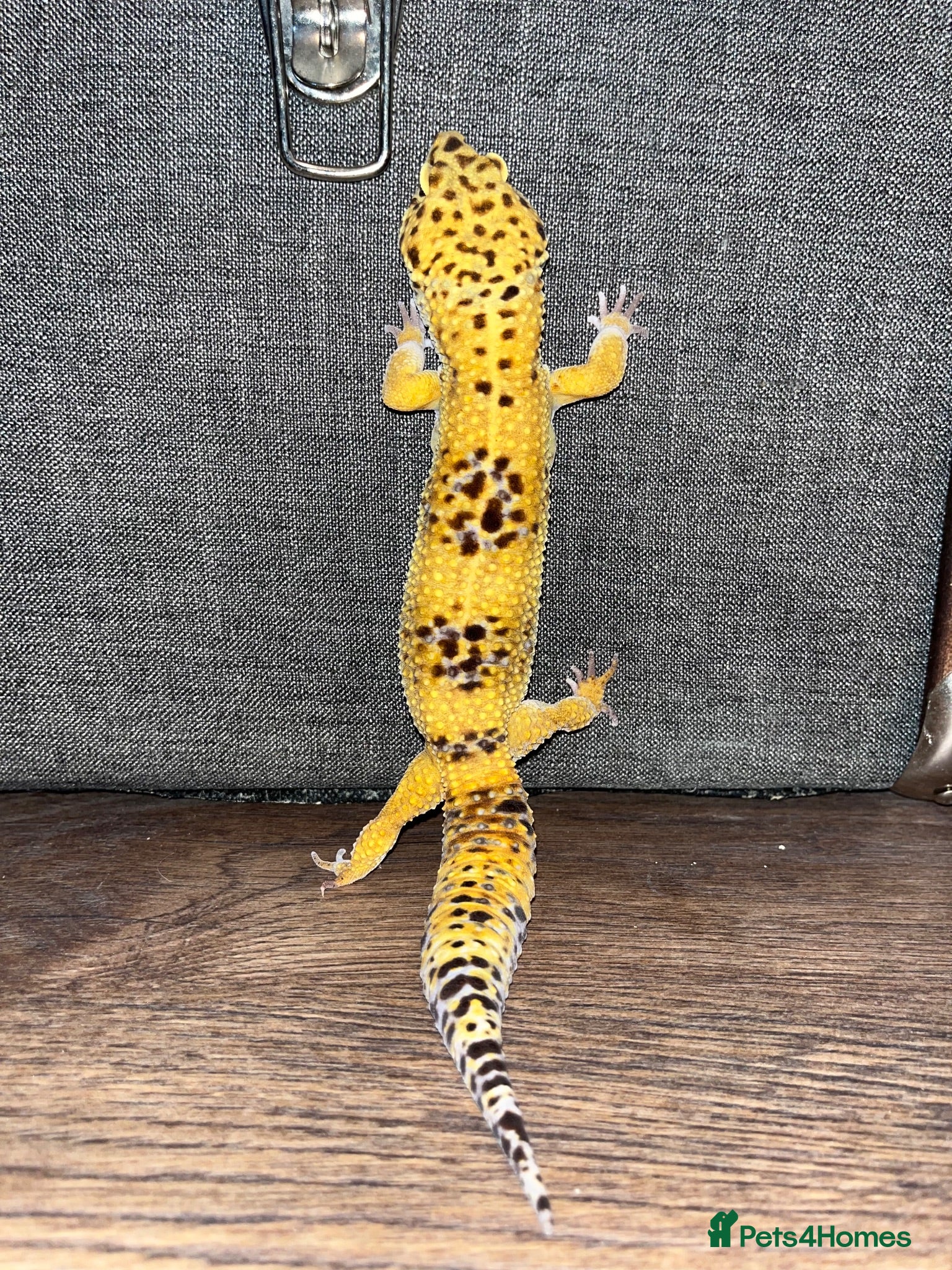 Leopard Gecko reptiles Stunning high-yellow and leucistic girls - Advert 1