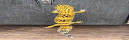 Leopard Gecko reptiles for sale: Stunning high-yellow and leucistic girls - Advert 3