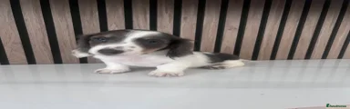 Miniature Dachshund 5