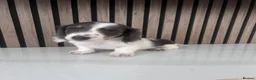 Miniature Dachshund dogs for sale: Long haired miniature dachshund  - Advert 2
