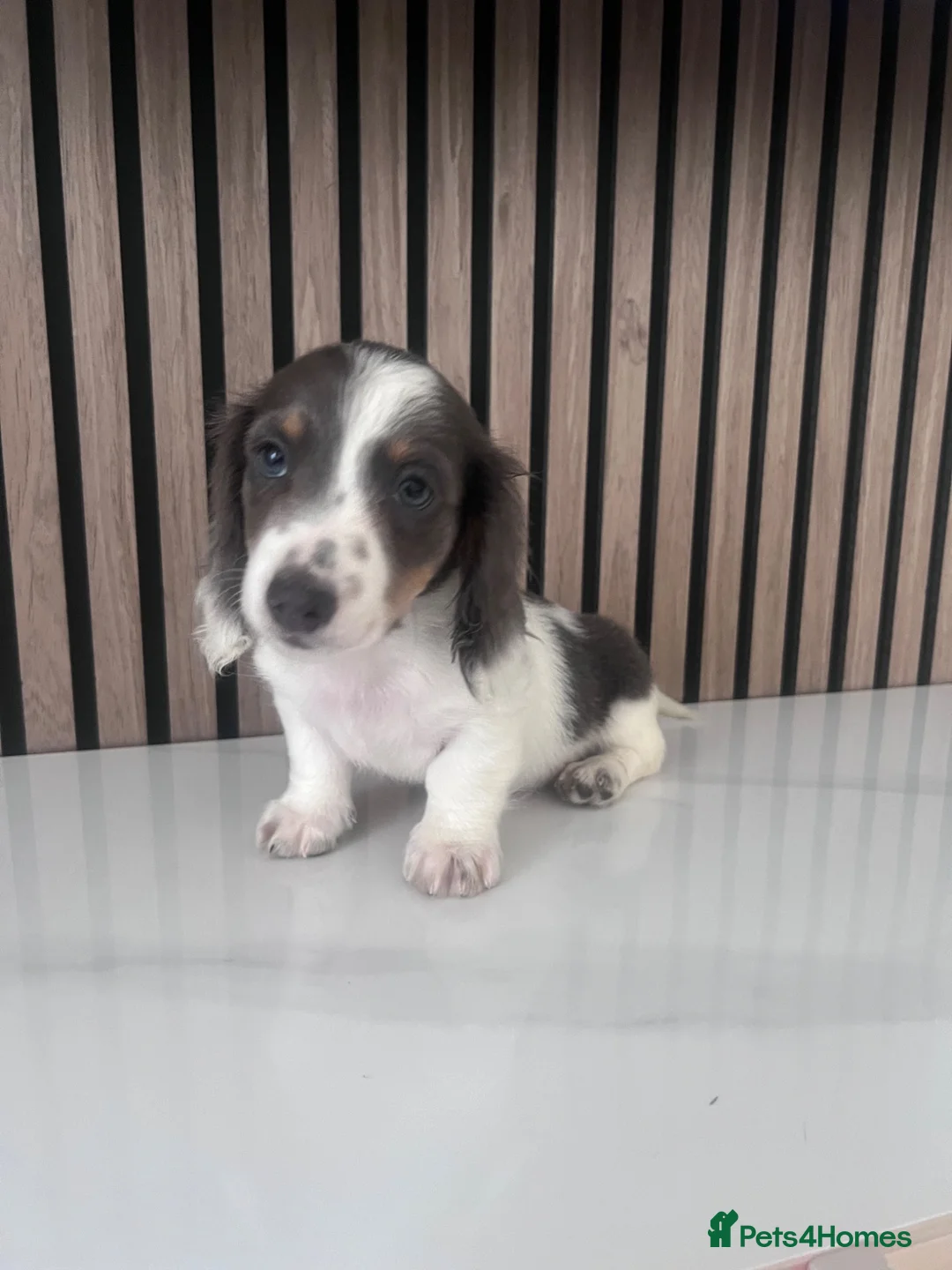 Miniature Dachshund dogs for sale: Long haired miniature dachshund  - Advert 2