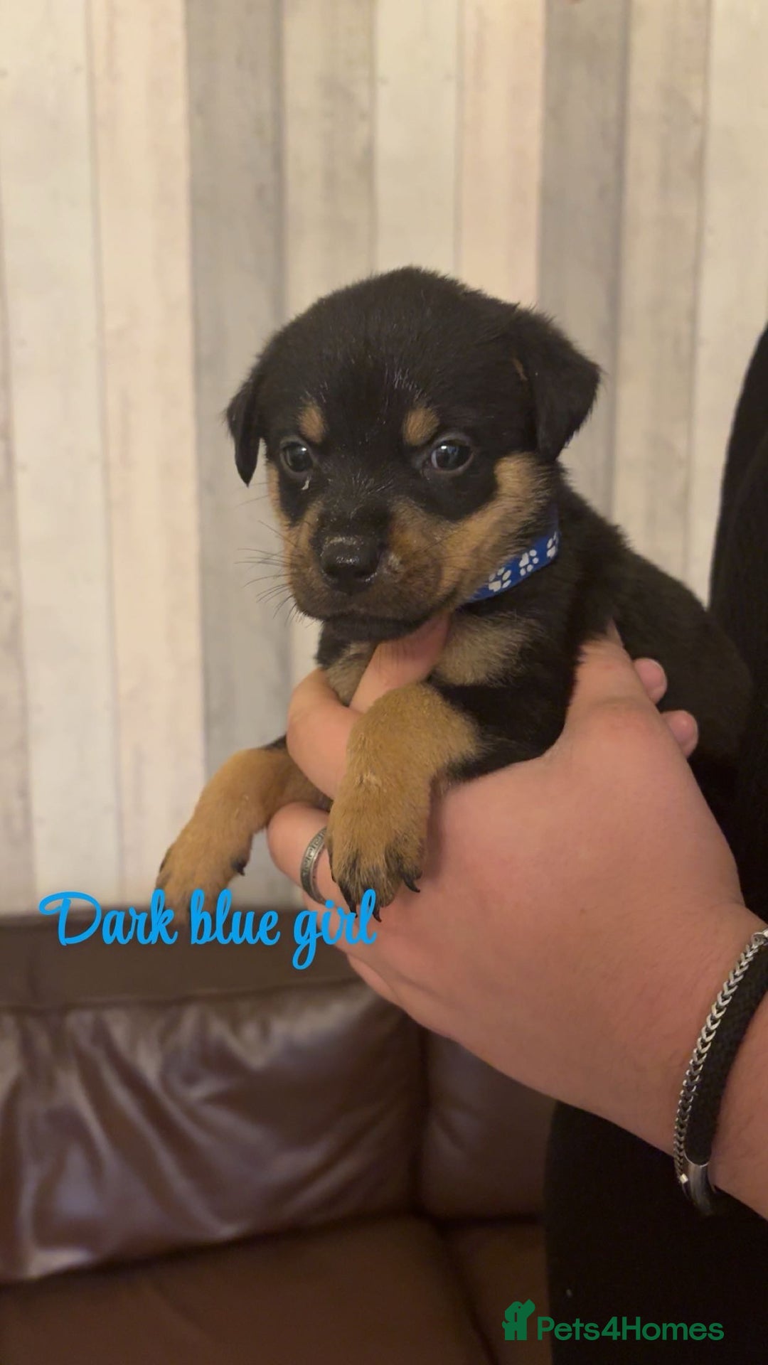 Mixed Breed dogs for sale: Gorgeous bullmastiff x Rottweiler puppies - Advert 9