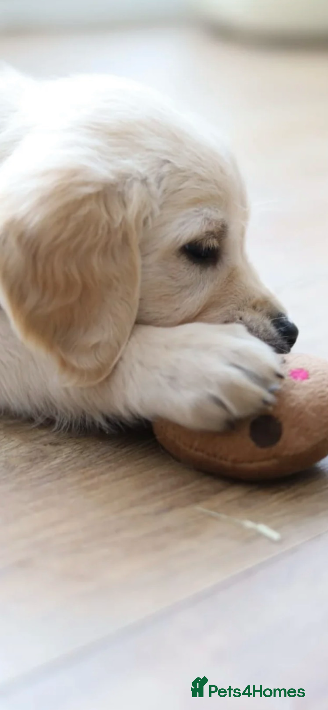 Golden Retriever dogs for sale: STUNNING CHAMPAGNE KC GIRL - Advert 1