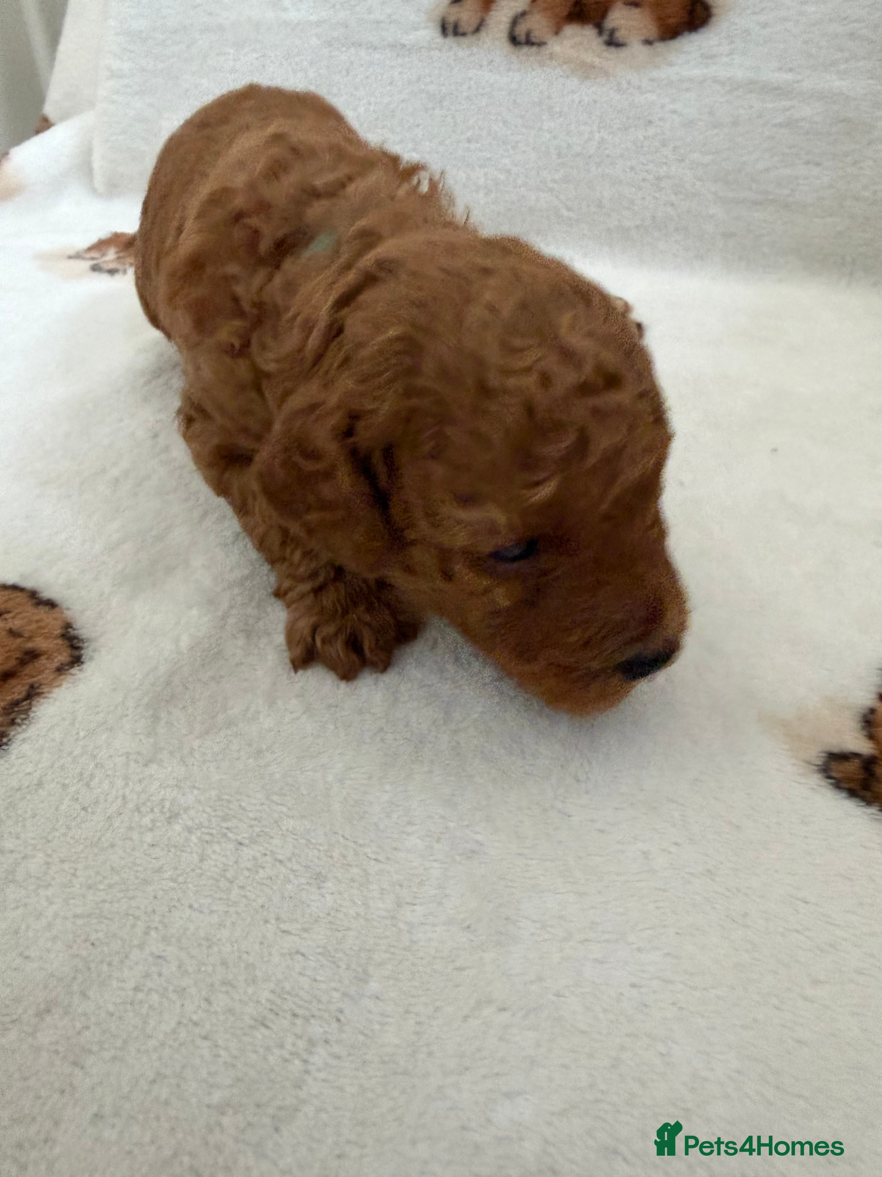 Miniature Poodle dogs ⭐️ Red Miniature Poodles ⭐️ - Advert 2