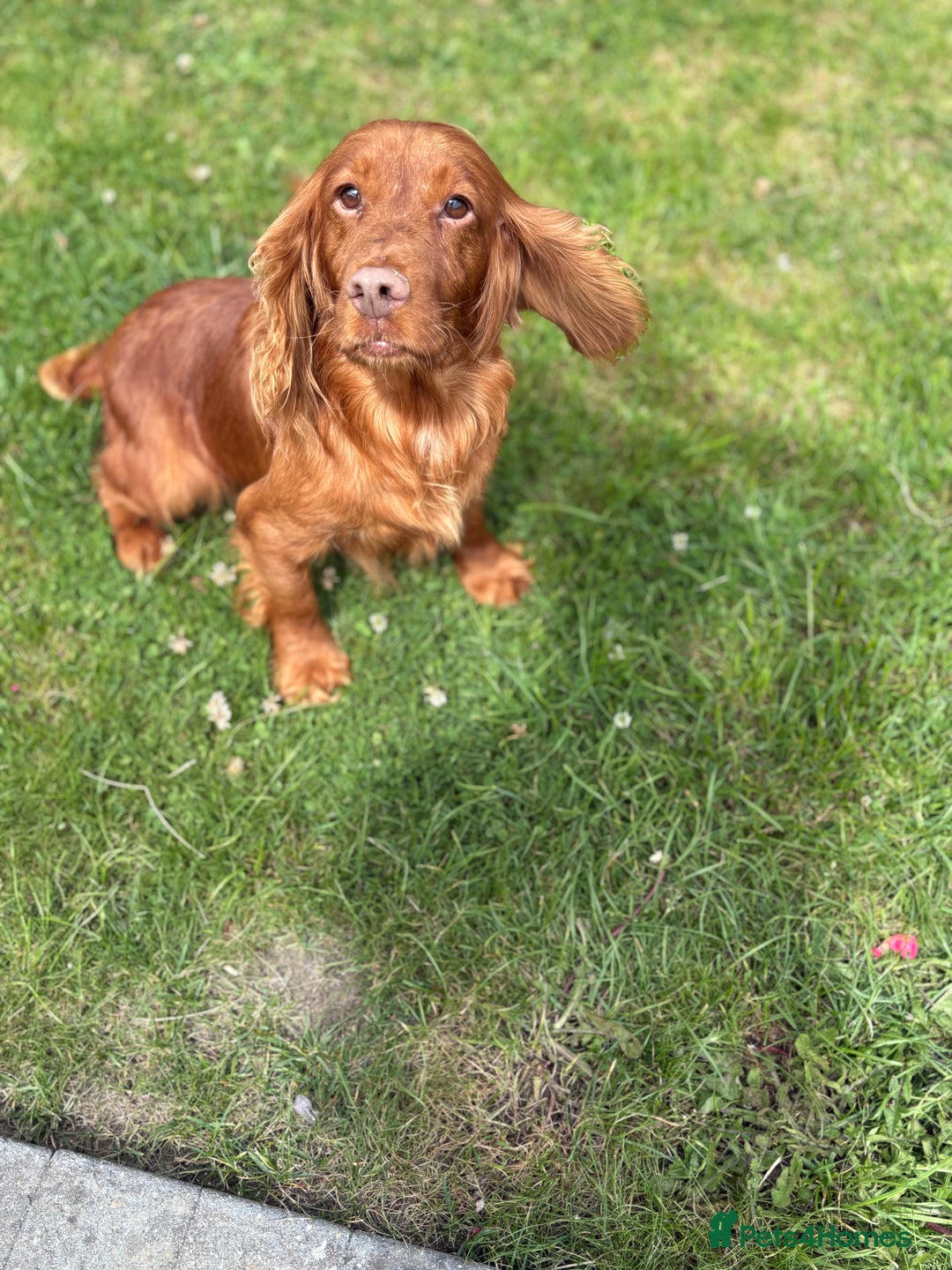 Cocker Spaniel dogs for sale: Cocker spaniel puppies🐶 - Image 13