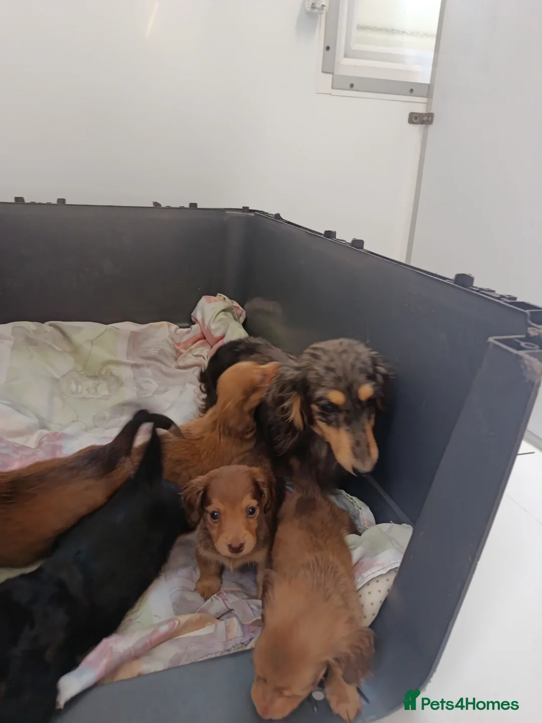 Miniature Dachshund dogs for sale: STUNNING MINI LONG HAIR KC REG PRA CLEAR - Advert 13