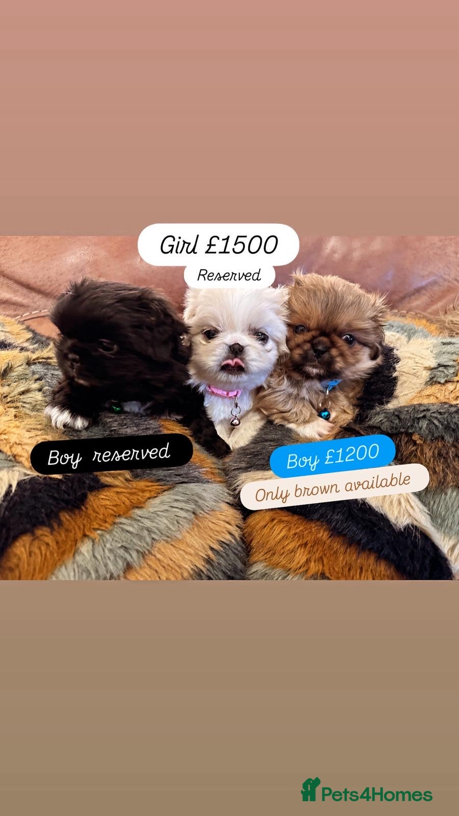 Pekingese dogs Pekingese puppy ( only fawn boy left ) - Advert 12