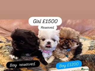 Pekingese dogs Pekingese puppy ( only fawn boy left ) - Advert 1