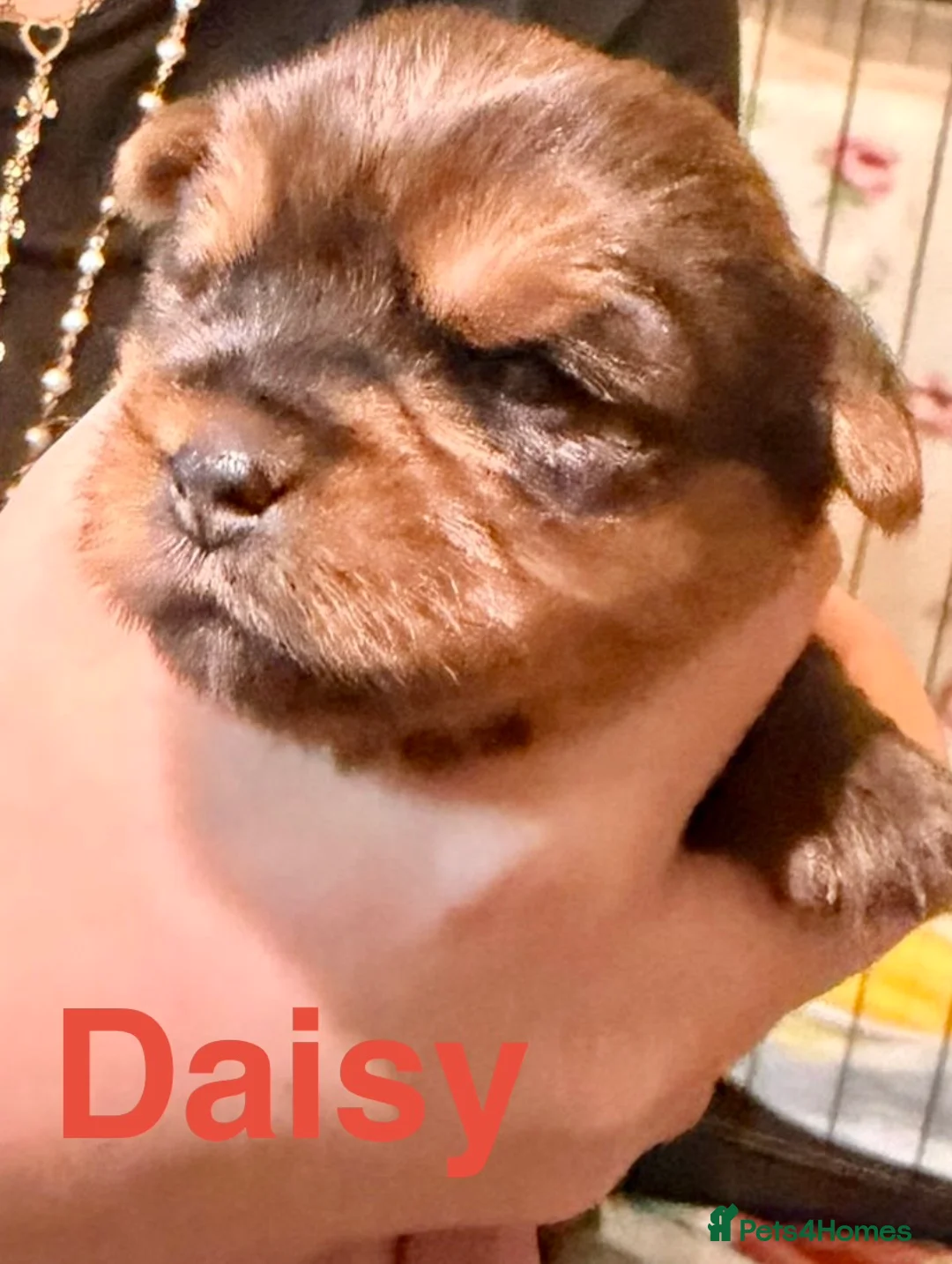 Yorkshire Terrier dogs for sale: Miniature Yorkshire Terriers - Advert 6