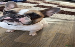 French Bulldog dogs for sale: French bulldog  - Image 1