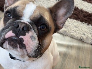 French Bulldog dogs for sale - Advert 1