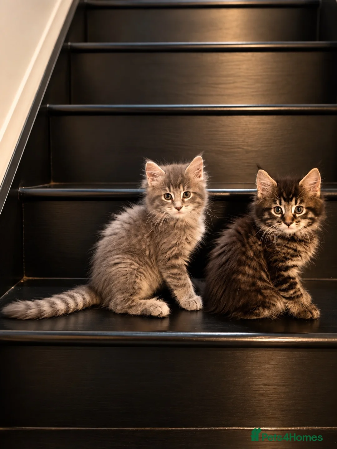 Maine Coon cats for sale: 4 beautiful and playful Maine Coon kittens - Advert 2