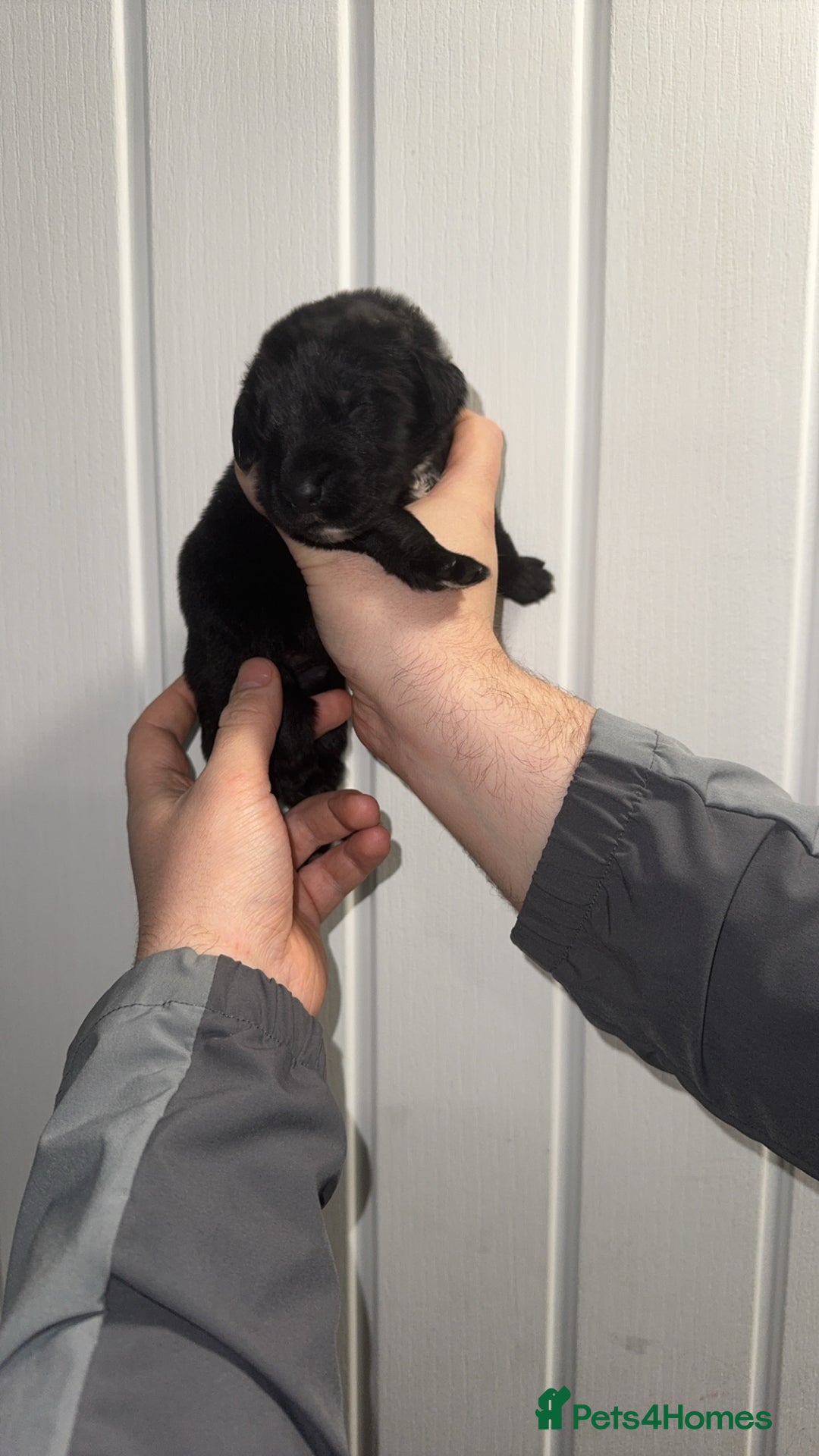 Newfoundland dogs for sale: Stunning Newfoundland Puppies Kc Reg 🐾  - Advert 21