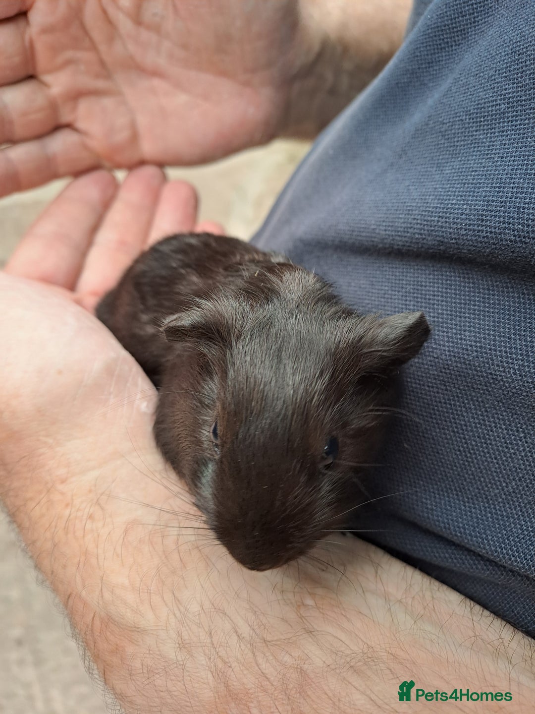 Guinea Pig rodents for sale: Baby guinea pigs for sale  - Image 3