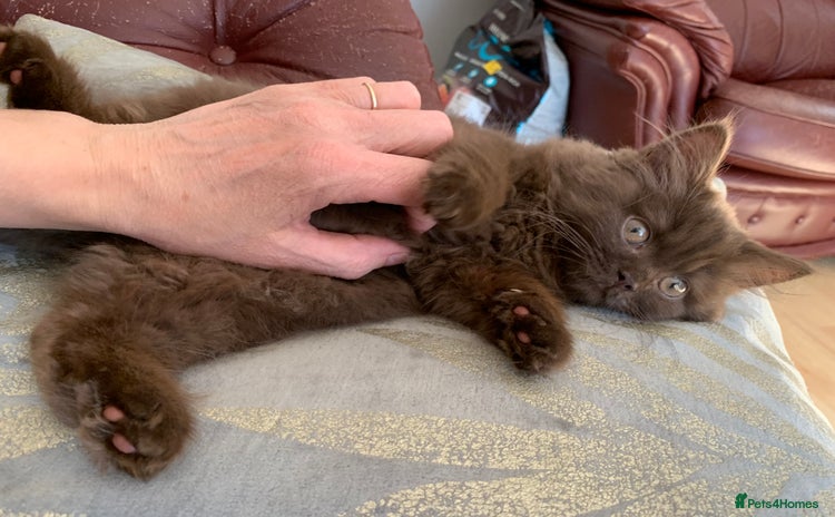 British Longhair cats - Advert 2