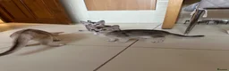 Abyssinian cats for sale: Silver Abyssinian kittens  - Advert 9