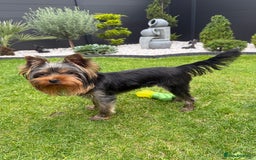Yorkshire Terrier dogs for sale: Miniature Yorkshire terrier boy  - Image 5