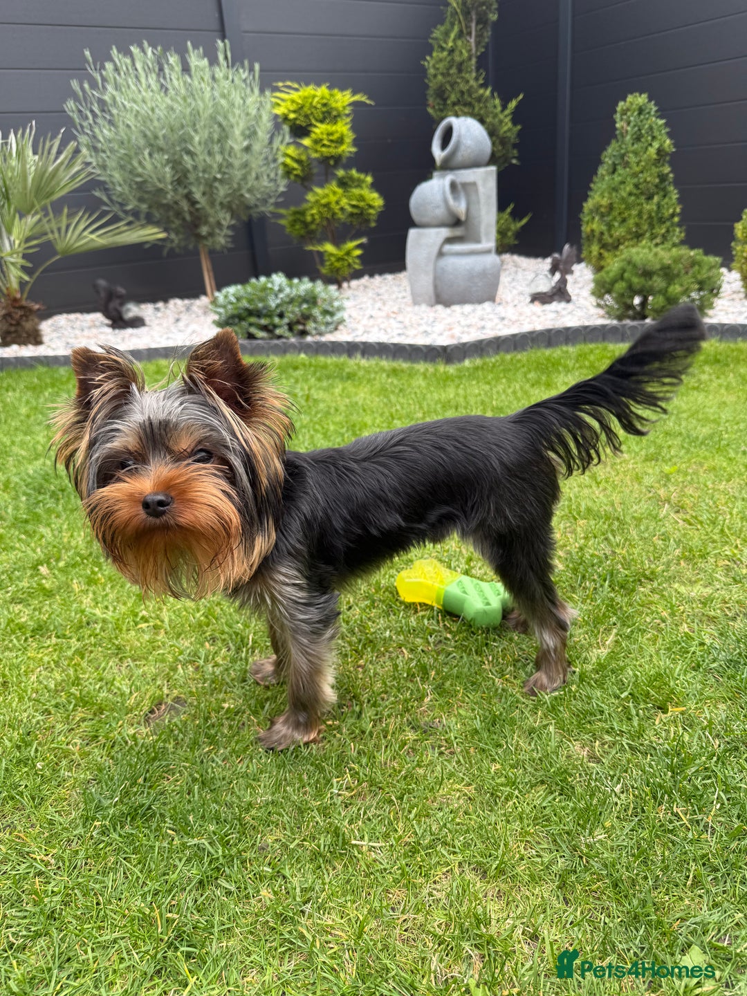 Yorkshire Terrier dogs for sale: Miniature Yorkshire terrier boy  - Image 5
