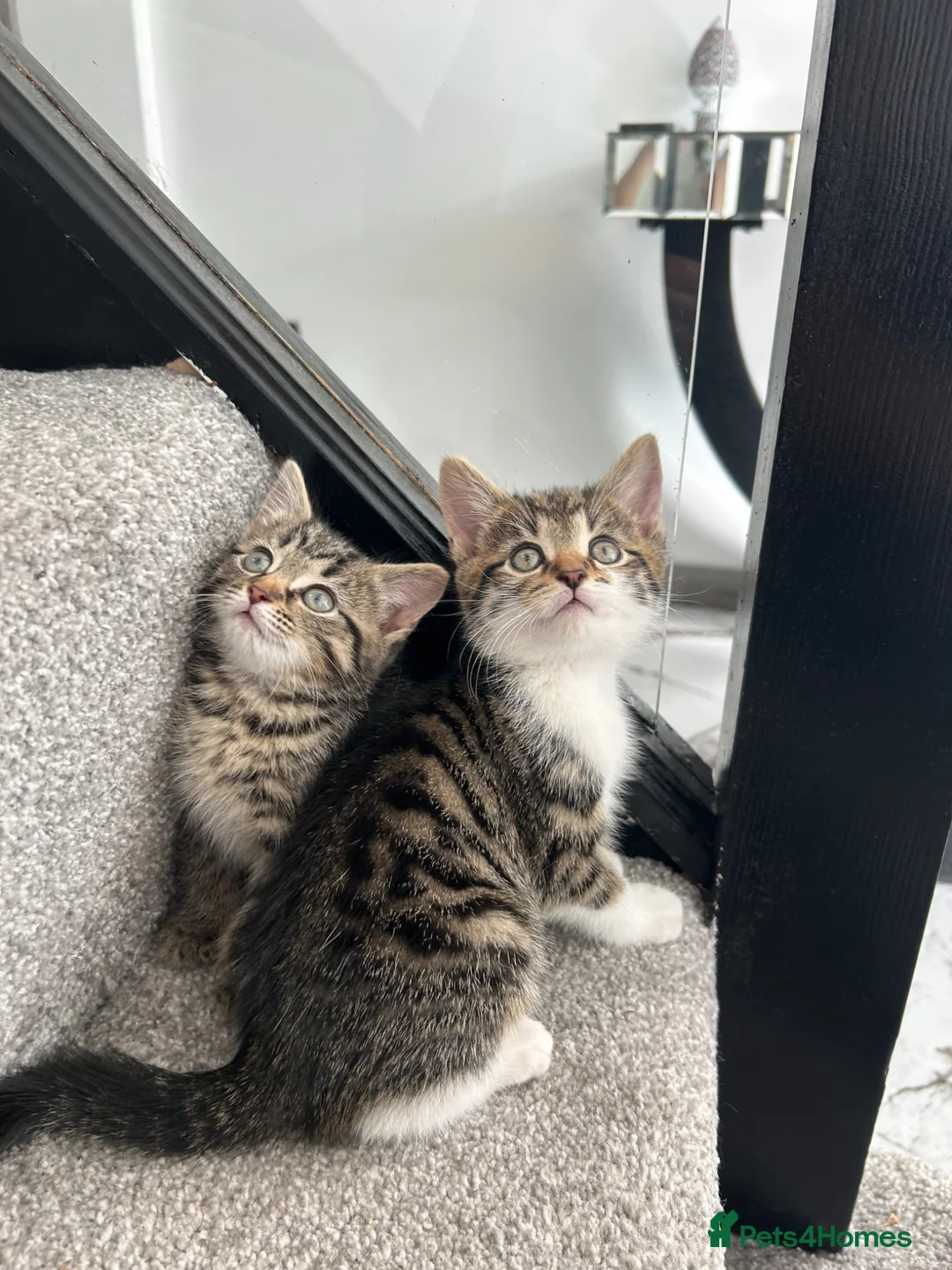 Domestic Shorthair cats for sale: 5 Tabby kittens - Advert 2
