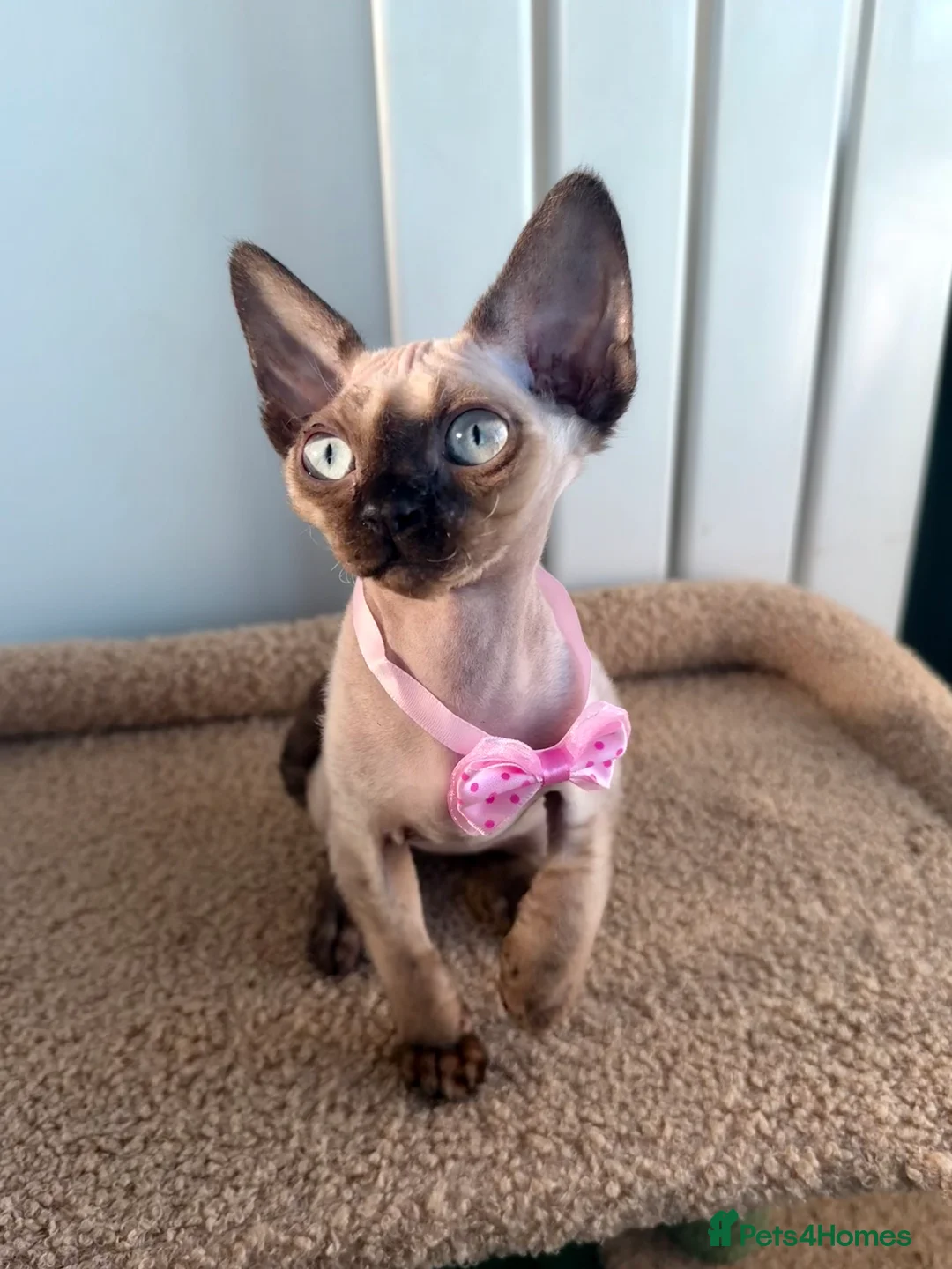 Devon Rex cats for sale: 🔥Girl🔥 GCCF🔥 ready NOW🔥😻 - Advert 1