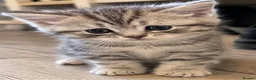 British Shorthair cats for sale: Female British Shorthair Kitten - Advert 8