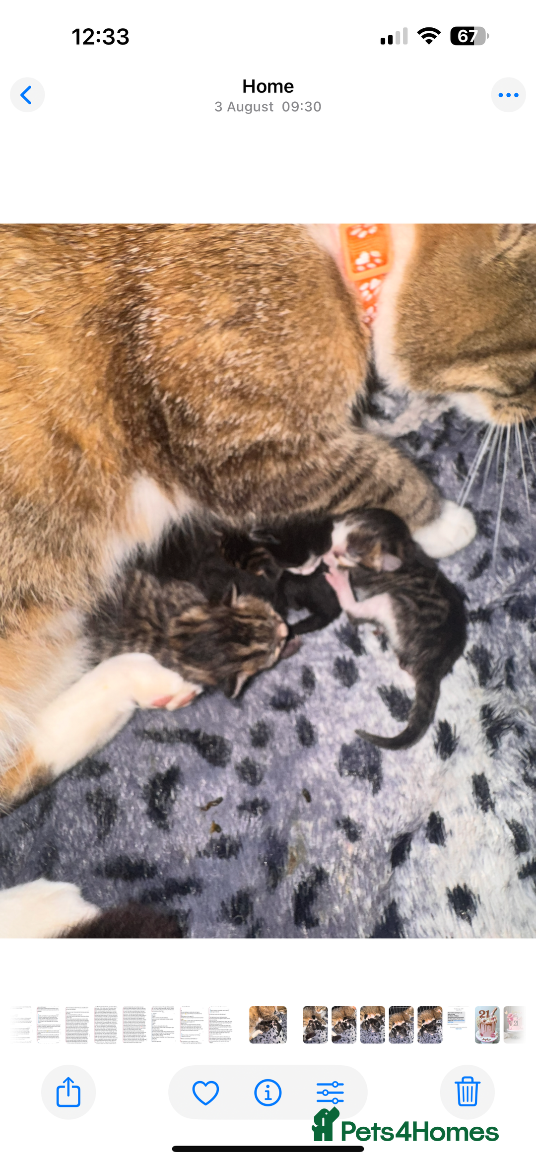 British Shorthair cats for sale: *** Absolutely Stunning Babies**** - Image 5