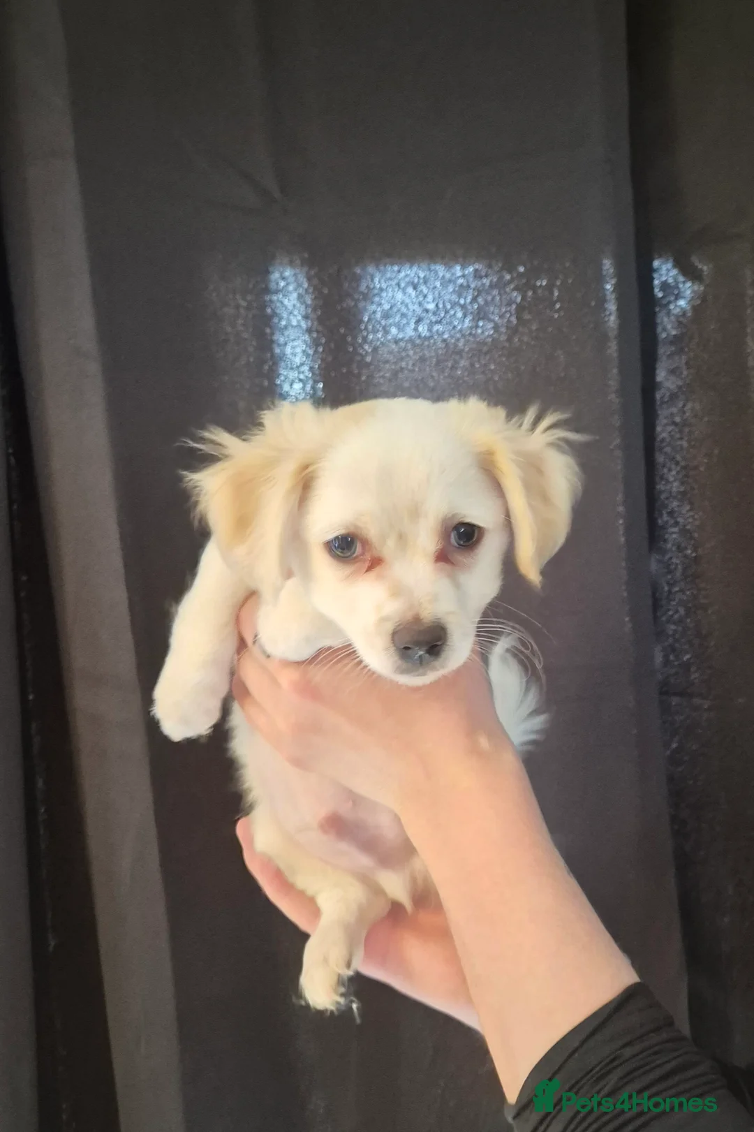 Maltese dogs for sale: Maltese cross, 3 boys and one girl in Bedworth - Advert 2