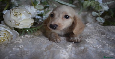 Miniature Dachshund dogs - Advert 16