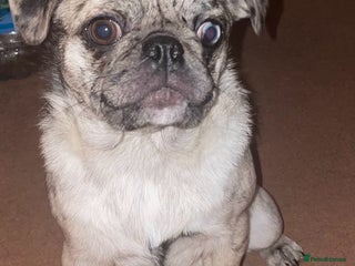 Pug dogs Pug puppy - Advert 1