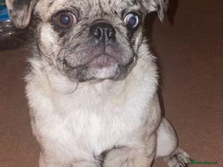 Pug dogs Pug puppy - Advert 2