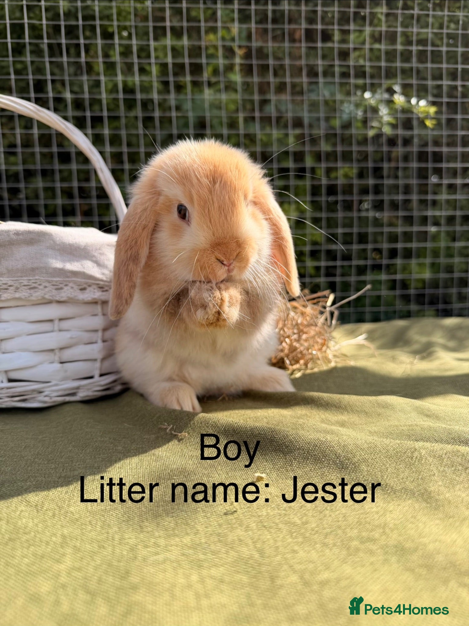 Mini Lop rabbits Mini lop babies! Lots of colours!  - Advert 2