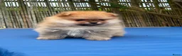 Pomeranian dogs for sale: Beautiful Boy Pomeranian Puppies - Advert 8