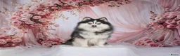 Pomsky dogs for sale: F4 Pomsky females from health tested parents - Advert 26