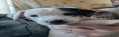 Jack Russell Puppy 3