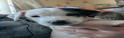 Jack Russell dogs for sale: Stunning jack Russell puppies - Advert 16