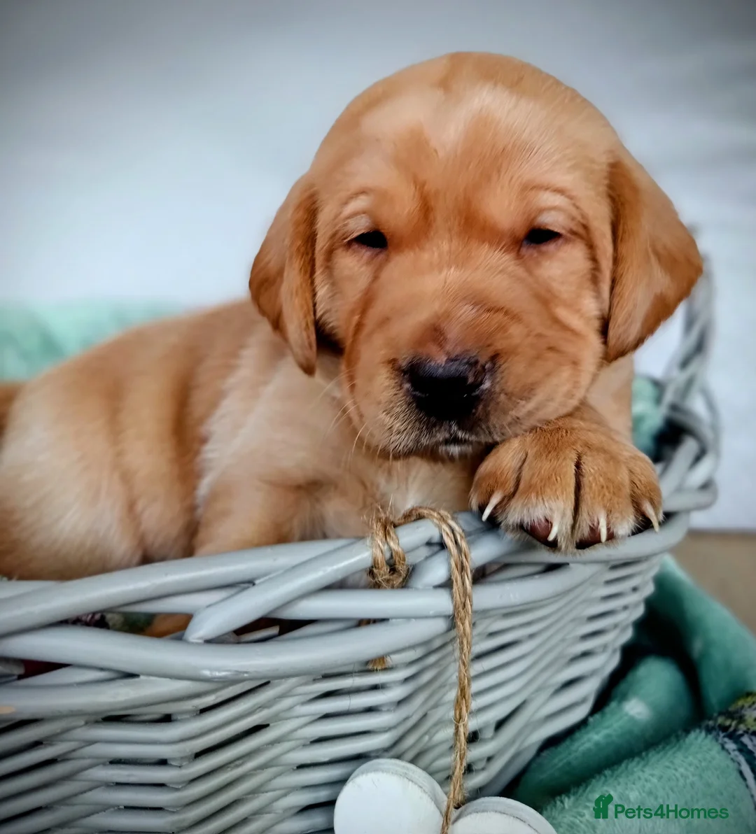 Labrador Retriever dogs for sale: KC reg yellow & black Labrador puppies socialised - Advert 3