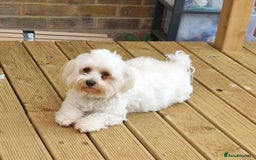 Bichon Frise dogs for sale: 4 boys and 1 girl. - Image 2