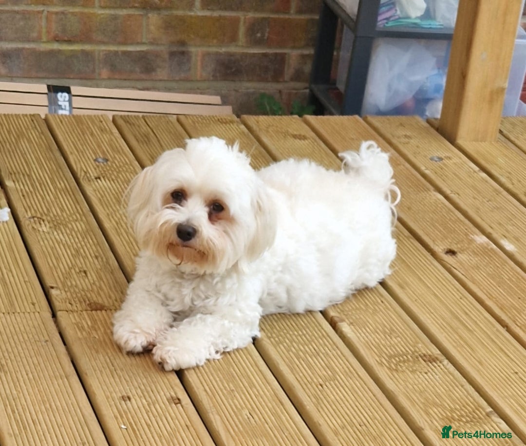 Bichon Frise dogs for sale: 4 boys and 1 girl. - Image 2