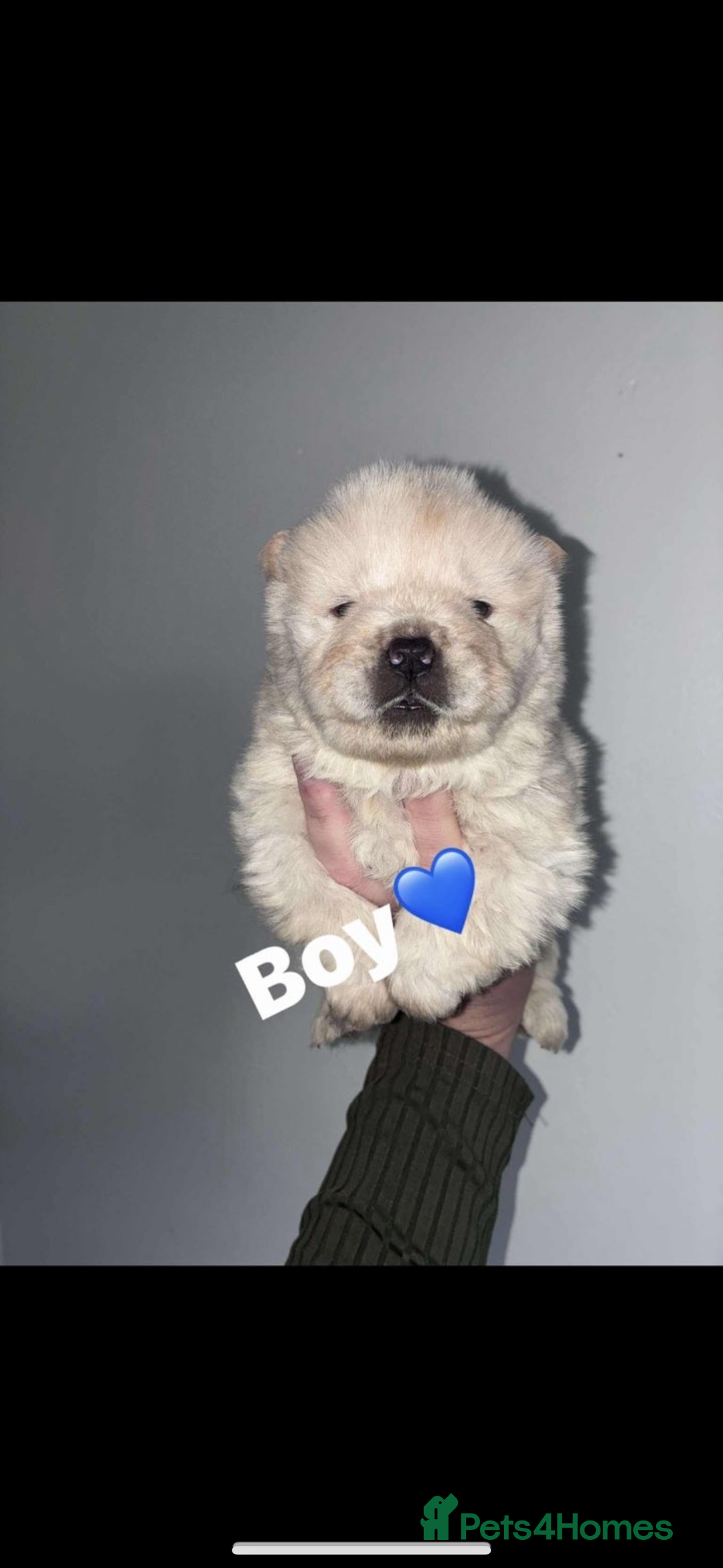 Chow Chow dogs for sale: Chow chow puppies - Advert 11