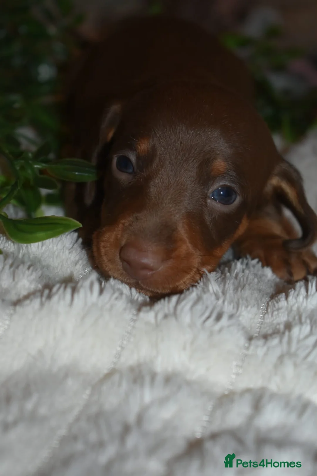 Dachshund dogs for sale: Dachshund pups  - Advert 17