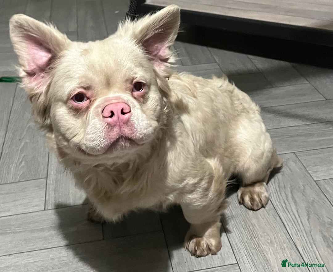 French Bulldog dogs for stud: For STUD Visual Pink Visual fluffy  in Birmingham - Image 1