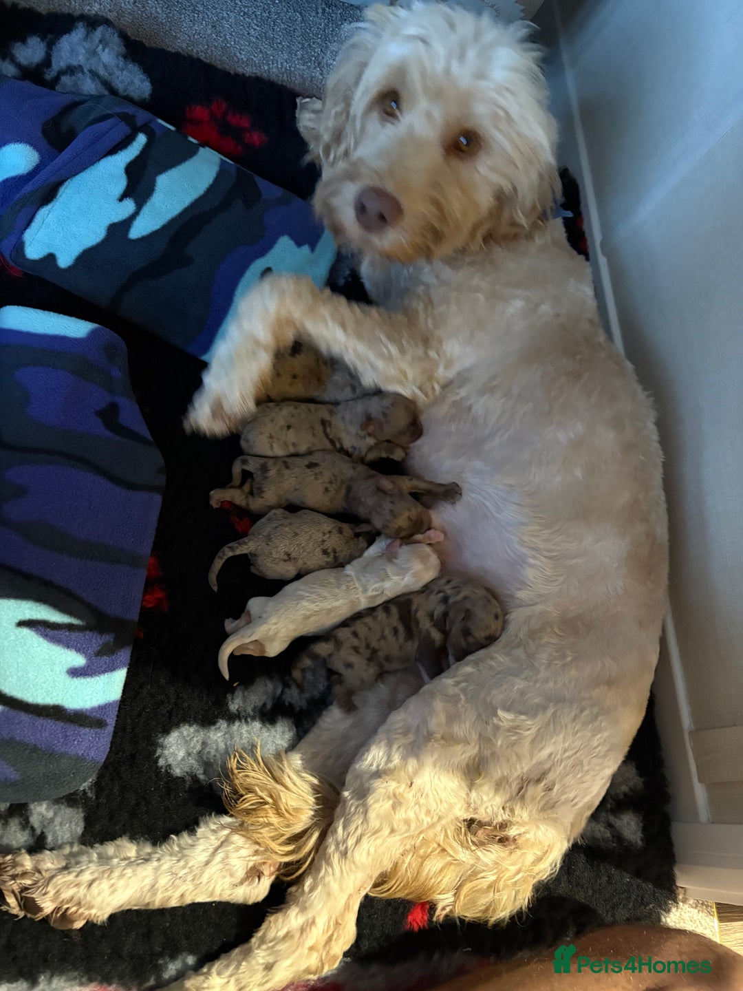 Cockapoo dogs for sale: American cockapoo - Image 10