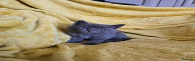 British Shorthair 1 male