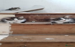Mixed Breed cats for sale: 5 beautiful kittens are ready now  - Image 3