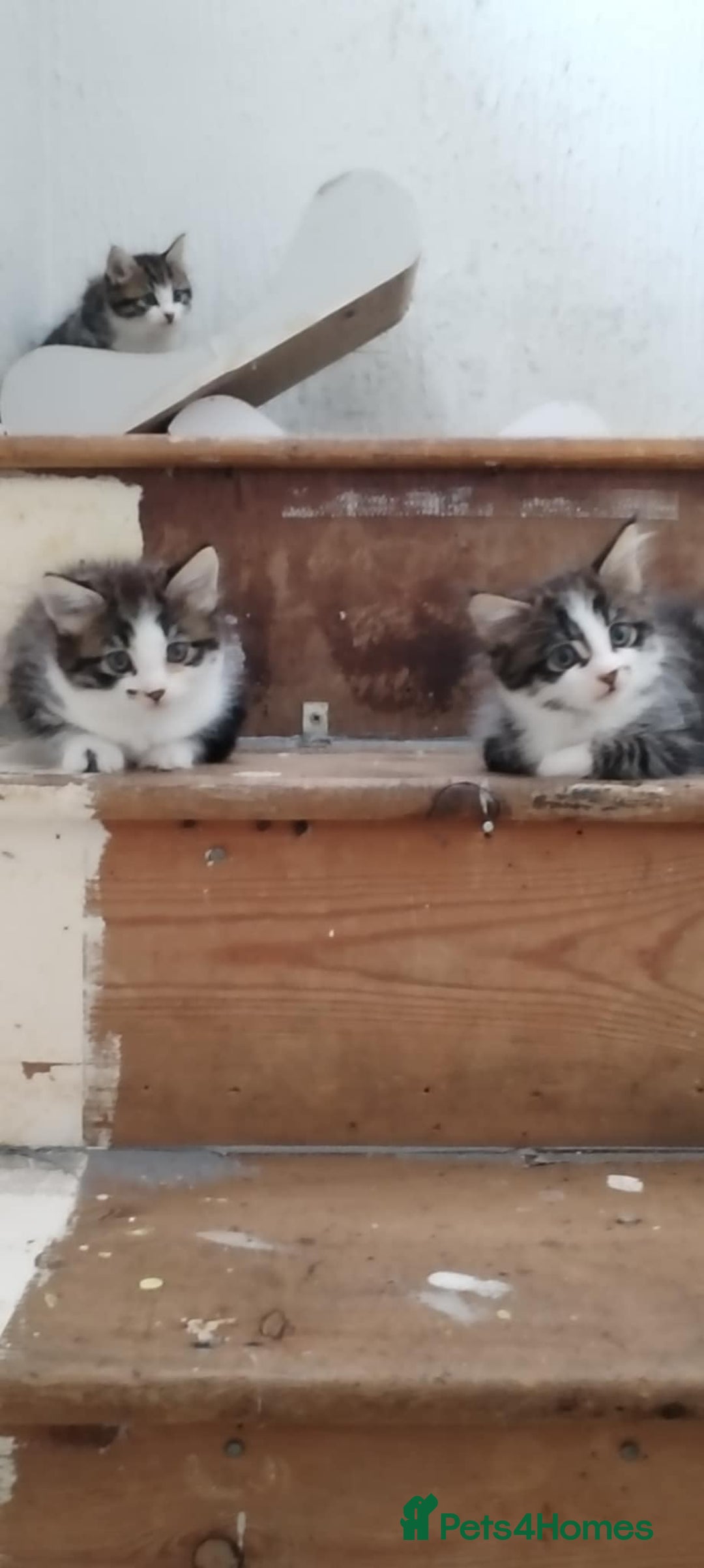 Mixed Breed cats for sale: 5 beautiful kittens are ready now  - Image 3