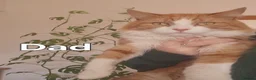 Mixed Breed cats for sale: Kittens - long hair - calico - Advert 8