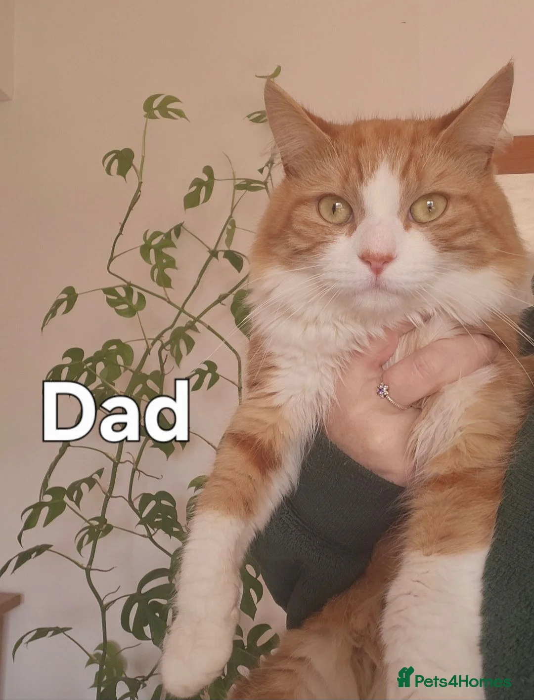 Mixed Breed cats for sale: Kittens - long hair - calico - Advert 8