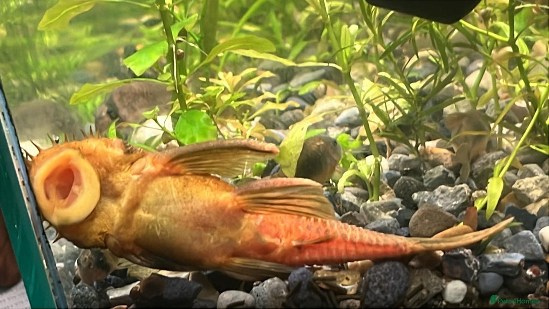 Plecos fish for sale: L144 Blue Eyed Bristlenose Pleco size 3 cm - Image 12