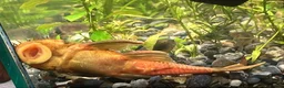 Plecos fish for sale: L144 Blue Eyed Bristlenose Pleco size 3 cm - Advert 13