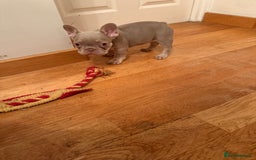 French Bulldog dogs for sale: Adorable French Bulldog Puppies for Sale 🐾 - Advert 23